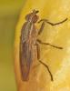 Pherbellia cinerella